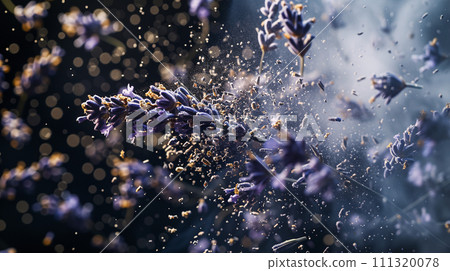Lavender sprigs, crushed flowers flying in the light on dark background 111320078