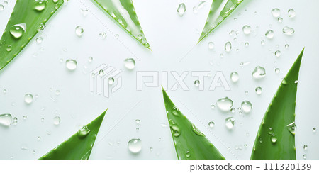 Aloe vera with water splashes. Isolated. Fresh aloe vera leaf with water drops close-up. 111320139