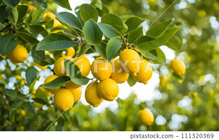 Lemon tree branches laden with bright yellow lemons Lemon tree branches laden with bright yellow lemons 111320369