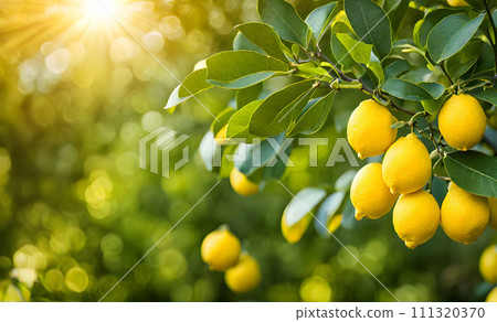Lemon tree branches laden with bright yellow lemons Lemon tree branches laden with bright yellow lemons 111320370