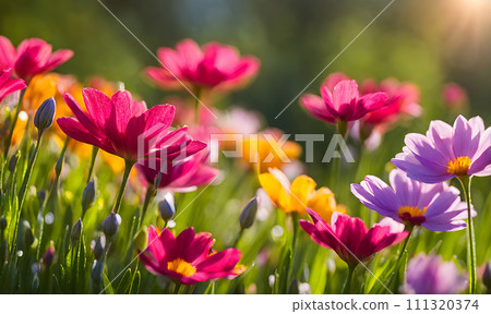Sunny spring field: Vibrant flowers under the sun Sunny spring field: Vibrant flowers under the sun 111320374