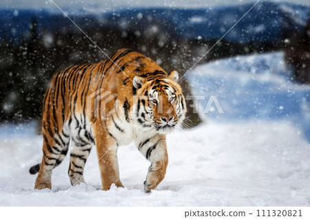 Tiger in the winter mountain.  Wild predators in natural environment 111320821
