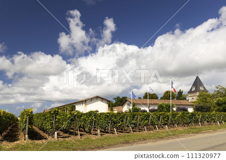 Typical vineyards near Chateau Tronquoy, Saint-Estephe, Bordeaux, Aquitaine, France 111320977