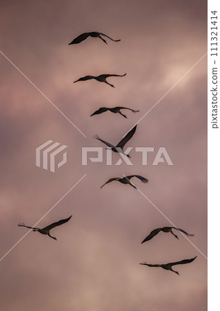 Flock of birds, Common Crane, migration in Hortobagy National Park, UNESCO World Heritage Site, Puszta is one of largest meadow and steppe ecosystems in Europe, Hungary 111321414