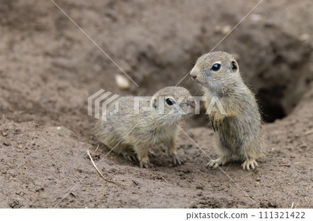 Ground squirrel colony (Syslovisko Biele vody), National park Muranska Planina, Slovakia 111321422