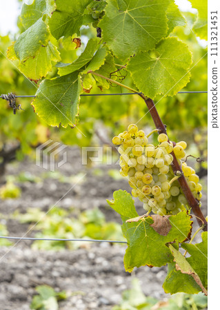 Typical grapes with botrytis cinerea for sweet wines, Sauternes, Bordeaux, Aquitaine, France 111321451