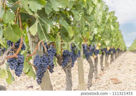 Typical vineyards near Pomerol, Aquitaine, France 111321455