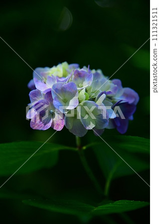Early summer flowers ~ Hydrangeas starting to bloom ~ Early summer flowers ~ Hydrangeas starting to bloom ~ 111321511