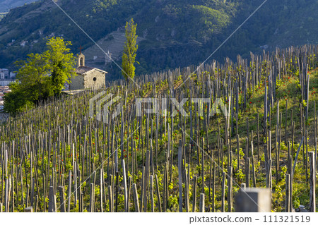 Grand cru vineyard and Chapel of Saint Christopher, Tain l'Hermitage, Rhone-Alpes, France 111321519