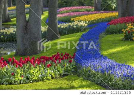 Muscari flowers (Muscari armeniacum) and Narcissus jonquilla, rush narcis in Keukenhof flower garden, Lisse, Netherlands Muscari flowers (Muscari armeniacum) and Narcissus jonquilla, rush narcis in Keukenhof flower garden, Lisse, Netherlands 111321536