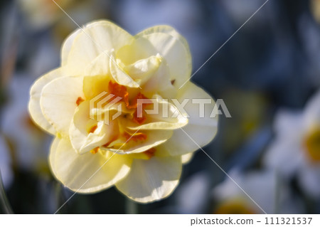 Macro shot of Narcissus jonquilla, rush narcis or jonquil, Keukenhof flower garden, Lisse, Netherlands Macro shot of Narcissus jonquilla, rush narcis or jonquil, Keukenhof flower garden, Lisse, Netherlands 111321537