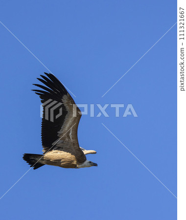 Griffon vulture in Canyon of Verdon River (Verdon Gorge) in Provence, France 111321667