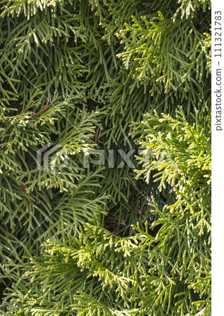 Green thuja branches closeup, background or texture Green thuja branches closeup, background or texture 111321783