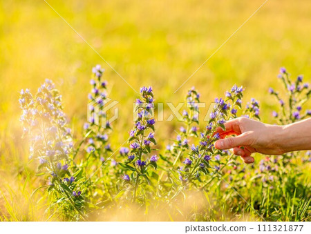 Hand picking summer field flower, herb, floral plant, blooms in nature, grass background 111321877
