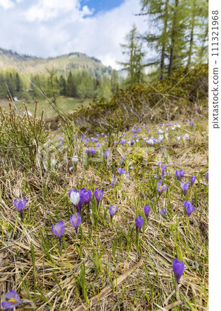 early spring blooming meadow with crocus in Sella di Rioda, Alps, Italy early spring blooming meadow with crocus in Sella di Rioda, Alps, Italy 111321968