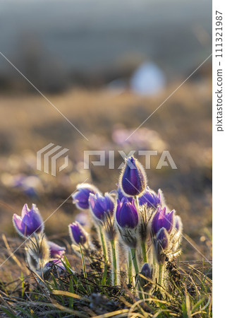 Pasque flower, National park Podyji, Southern Moravia, Czech Republic Pasque flower, National park Podyji, Southern Moravia, Czech Republic 111321987