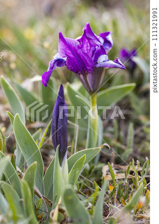 Dwarf iris in Pusty kopec u Konic near Znojmo, Southern Moravia, Czech Republic Dwarf iris in Pusty kopec u Konic near Znojmo, Southern Moravia, Czech Republic 111321991