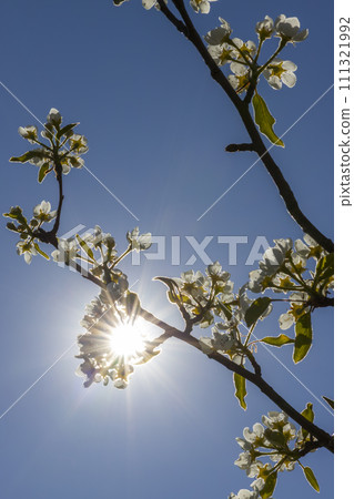 flowers and buds of fruit trees in spring flowers and buds of fruit trees in spring 111321992