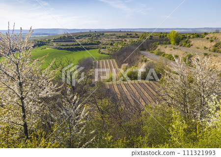 Spring vineyard near Lampelberk, Znojmo region, Southern Moravia, Czech Republic Spring vineyard near Lampelberk, Znojmo region, Southern Moravia, Czech Republic 111321993