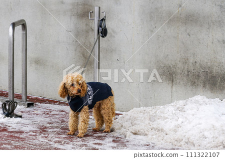 Outside the store, in the cold, snowy winter, a dog tied to a metal pole waits sadly for its owner Outside the store, in the cold, snowy winter, a dog tied to a metal pole waits sadly for its owner 111322107