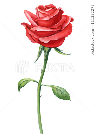 Red rose beautiful flower, isolated white background, watercolor botanical painting floral illustration. Flower clipart 111322272