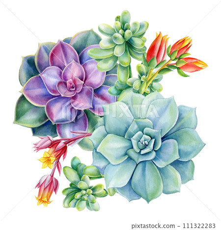 Succulent flower bouquet, Tropical plant watercolor botanical painting. illustrations isolated background. Floral design Succulent flower bouquet, Tropical plant watercolor botanical painting. illustrations isolated background. Floral design 111322283