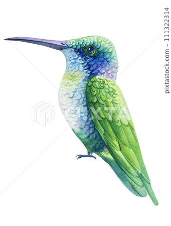Hummingbird watercolor isolated on white background. Tropical birds illustration. Painted cute exotic green bird 111322314