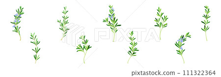 Rosemary Twig as Perennial Herb with Fragrant, Evergreen, Needle-like Leaves and Blue Flowers Vector Set 111322364
