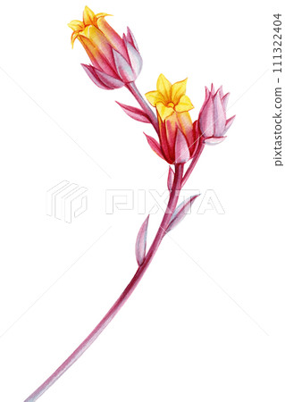 Flower echeveria watercolor botanical painting. illustration isolated background. Hand-painted summer tropical flora 111322404