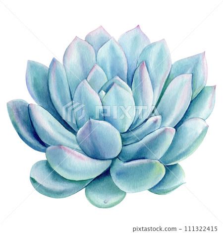 Blue succulent plants watercolor isolated on white background. Watercolor Botanical illustration. Set of echeveria Blue succulent plants watercolor isolated on white background. Watercolor Botanical illustration. Set of echeveria 111322415