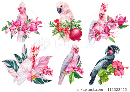 Beautiful pink bird cockatoo sitting on branch of spring magnolia flowers isolated background, watercolor hand-painted Beautiful pink bird cockatoo sitting on branch of spring magnolia flowers isolated background, watercolor hand-painted 111322433