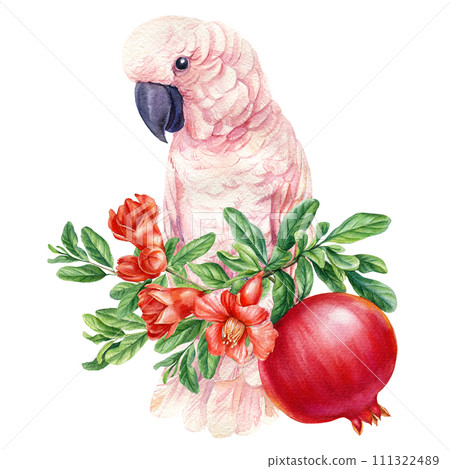 Cockatoo bird, pomegranate fruit isolated on white background. Watercolor painting exotic adorable Parrot illustration 111322489