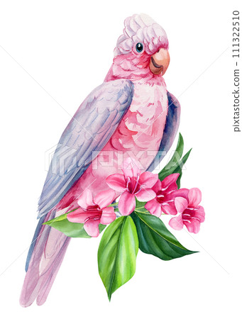 Pink bird cockatoo sitting on branch of spring plumeria flowers isolated background, watercolor botanical painting Pink bird cockatoo sitting on branch of spring plumeria flowers isolated background, watercolor botanical painting 111322510
