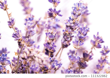 Close-Up View of Vibrant Lavender Sprigs Against a Soft White Background Close-Up View of Vibrant Lavender Sprigs Against a Soft White Background 111322862