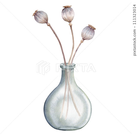 Set of watercolor illustrations of dry poppy seed boxes and tender botanical flower grass in glass vase for Easter designs. Pastel watercolor illustration on a isolated on white background Set of watercolor illustrations of dry poppy seed boxes and tender botanical flower grass in glass vase for Easter designs. Pastel watercolor illustration on a isolated on white background 111323014