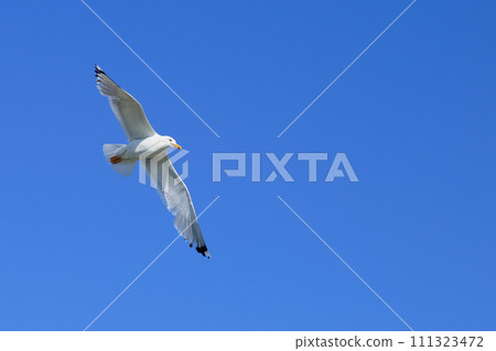 Flying seagull. Seagull on the background of a clear blue sky with a wingspan to their full length. Flying seagull. Seagull on the background of a clear blue sky with a wingspan to their full length. 111323472