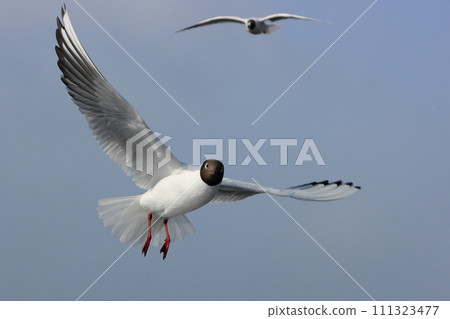 Gulls. Flying gulls against the background of foggy winter sky 111323477