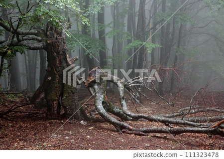 Old beech. Old beech in the mountain forest in foggy day. Old beech. Old beech in the mountain forest in foggy day. 111323478