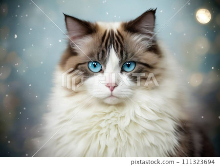 Beautiful young white purebred Ragdoll cat 111323694