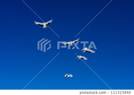 Flock of cranes and blue sky Flock of cranes and blue sky 111323840
