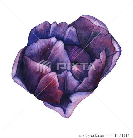 Watercolor delicate purple tulip bud. Floral element of violet flowers illustration isolated on white background. Floral clip art for your design Watercolor delicate purple tulip bud. Floral element of violet flowers illustration isolated on white background. Floral clip art for your design 111323915