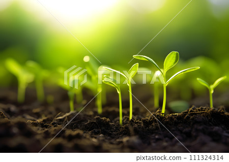 Growing sprouts in the soil. The joy of growing your own food. Getting started in the garden 111324314