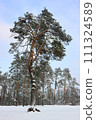 Wintry pine. The pine tree stands on the snowy meadow among the forest. 111324589