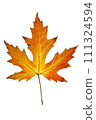 Autumn leaf. Colorful maple leaf isolated on white background. 111324594