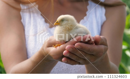 Female hands holding cute little yellow chick baby chicken outdoor summer park closeup. Adorable farm bird fluffy newborn poultry winged hen tiny animal small curious fowl with beak in woman arms Female hands holding cute little yellow chick baby chicken outdoor summer park closeup. Adorable farm bird fluffy newborn poultry winged hen tiny animal small curious fowl with beak in woman arms 111324603