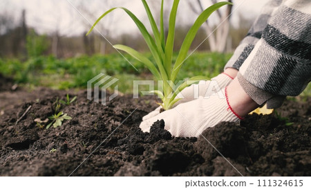 farmer digs ground with shovel, shovel, hands planting green sprout ground, agriculture, care environment, eco cultural farm, farmer plantation, eco-agriculture life concept, business ecology, improve 111324615