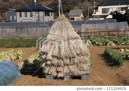 Winter field landscape with straw Winter field landscape with straw 111324629