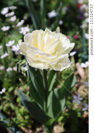 Rose tulips blooming in the flower bed Rose tulips blooming in the flower bed 111324737