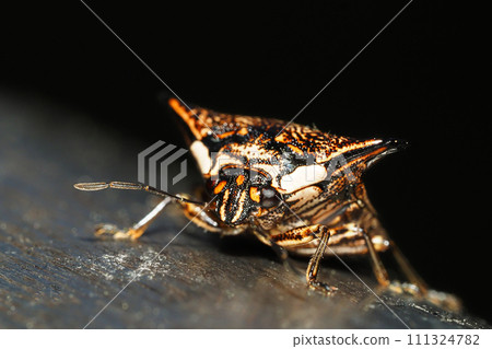 Bullfish Bullfish 111324782