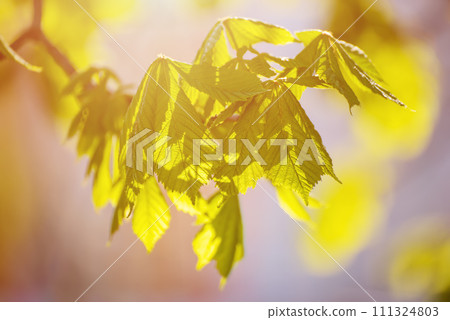 Leaves of chestnut Leaves of chestnut 111324803